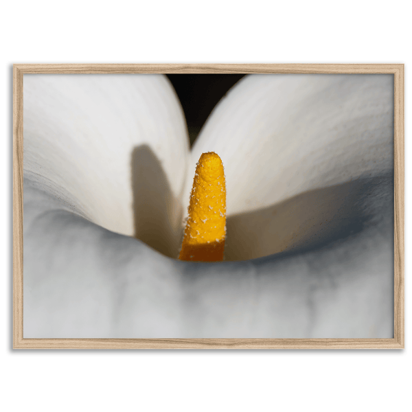 Close-up of a calla lily with a golden stamen surrounded by soft, white petals, showcasing elegant floral details in a botanical photography print.