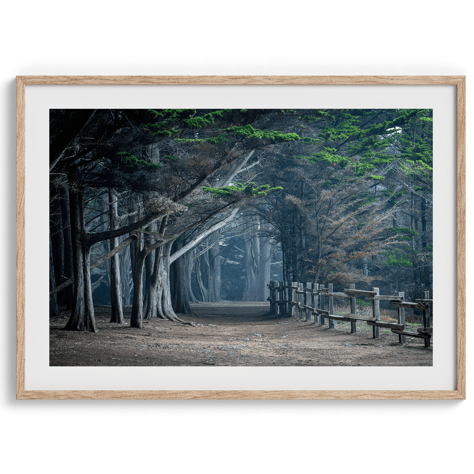 Enchanted Forest - Wow Photo Art