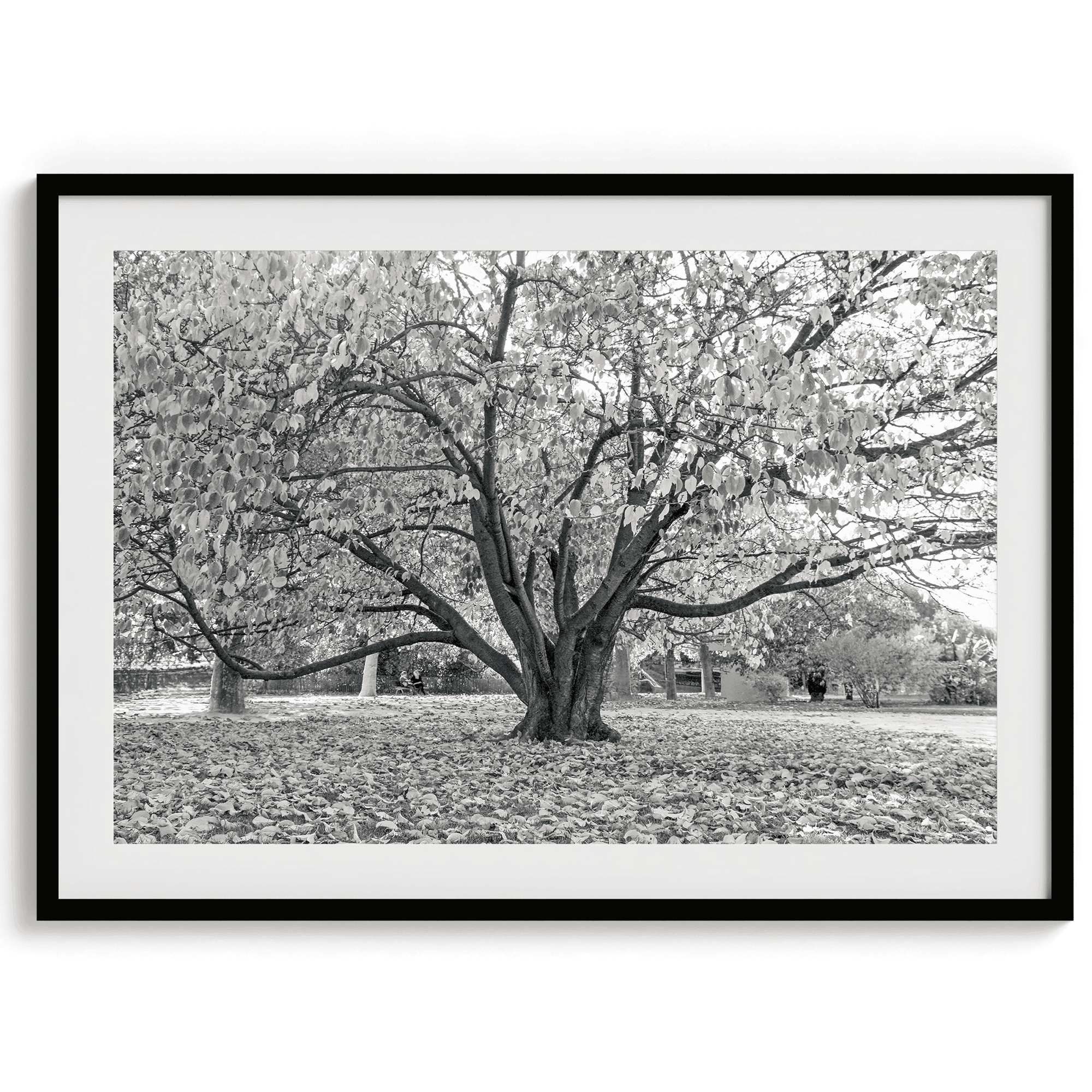 Parisian Foliage - Wow Photo Art