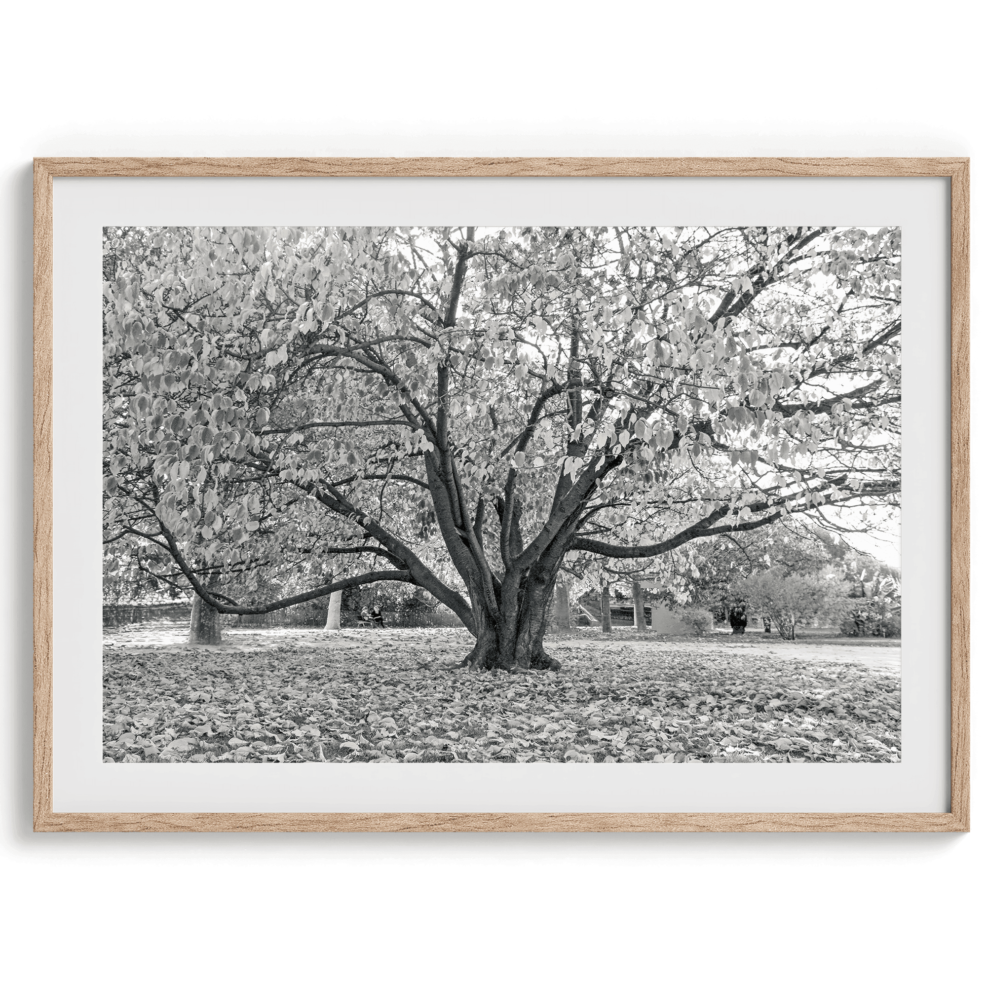 Parisian Foliage - Wow Photo Art