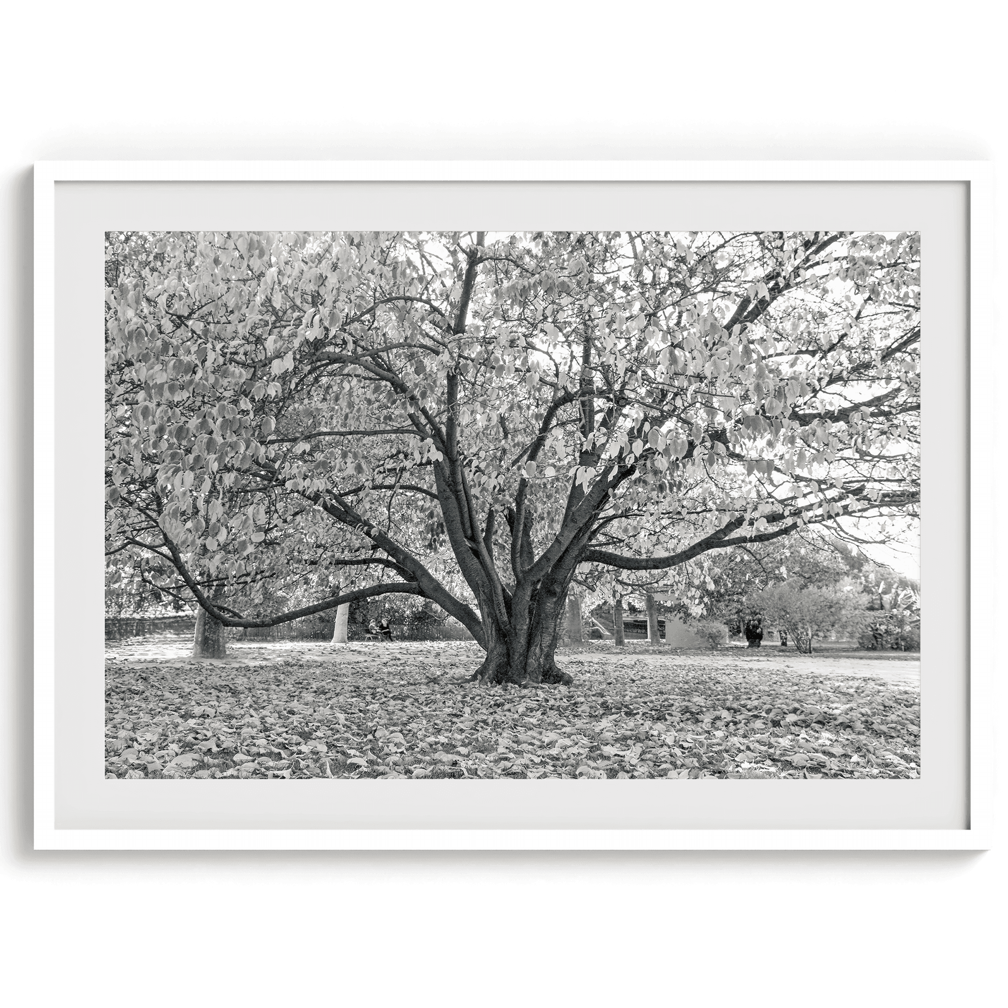 Parisian Foliage - Wow Photo Art