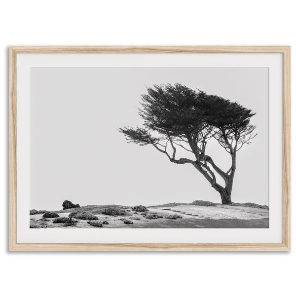 Black-and-white photograph of a windswept cypress tree on a rugged coastal bluff with a minimalist design.