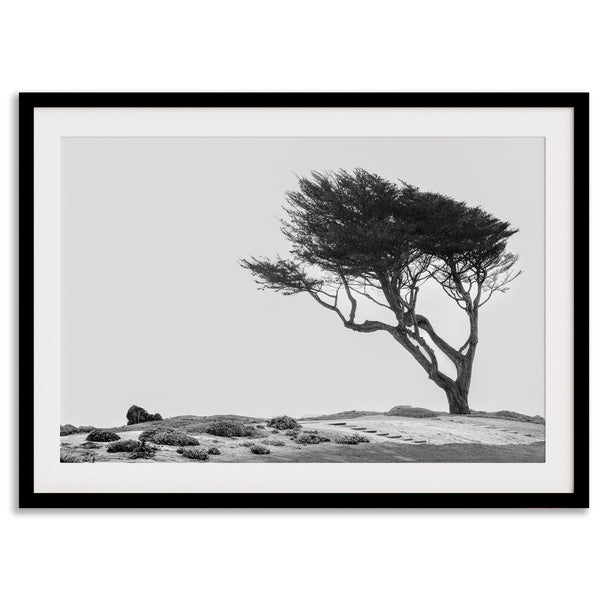 Black-and-white photograph of a windswept cypress tree on a rugged coastal bluff with a minimalist design.