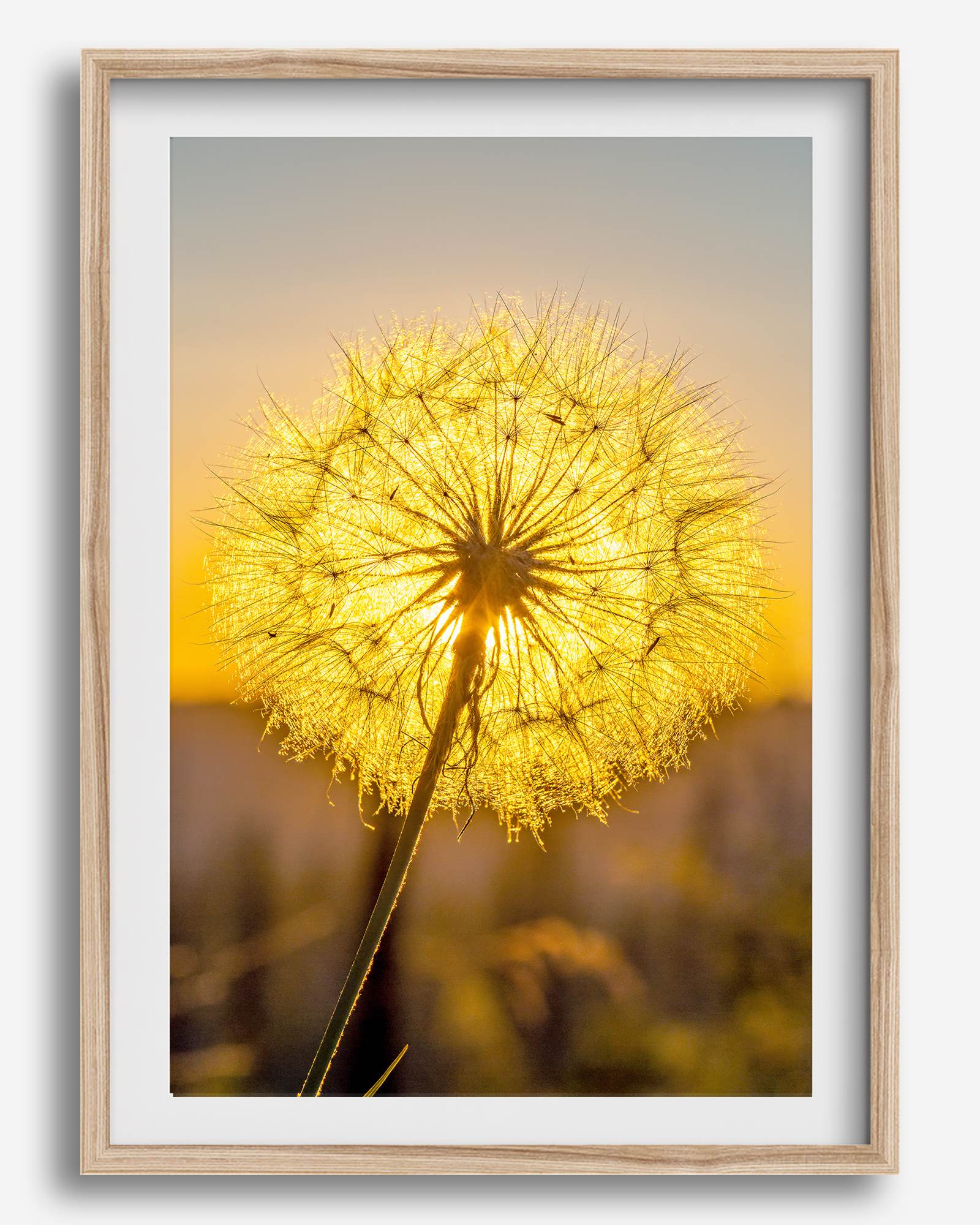 Dandelion wall art featuring a glowing dandelion at sunset, perfect for yellow wall art and floral wall decor.