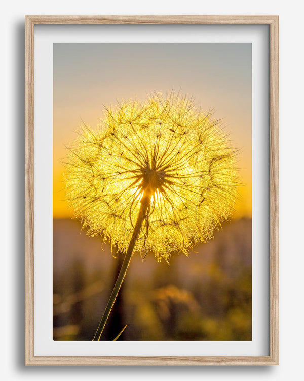 Dandelion wall art featuring a glowing dandelion at sunset, perfect for yellow wall art and floral wall decor.