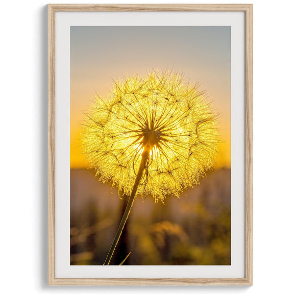 andelion wall art featuring a glowing dandelion at sunset, perfect for yellow wall art and floral wall decor.