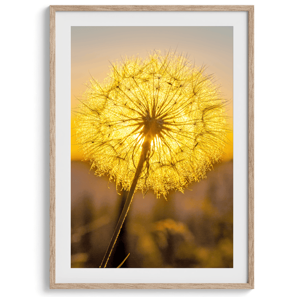 Golden Dandelion - Wow Photo Art