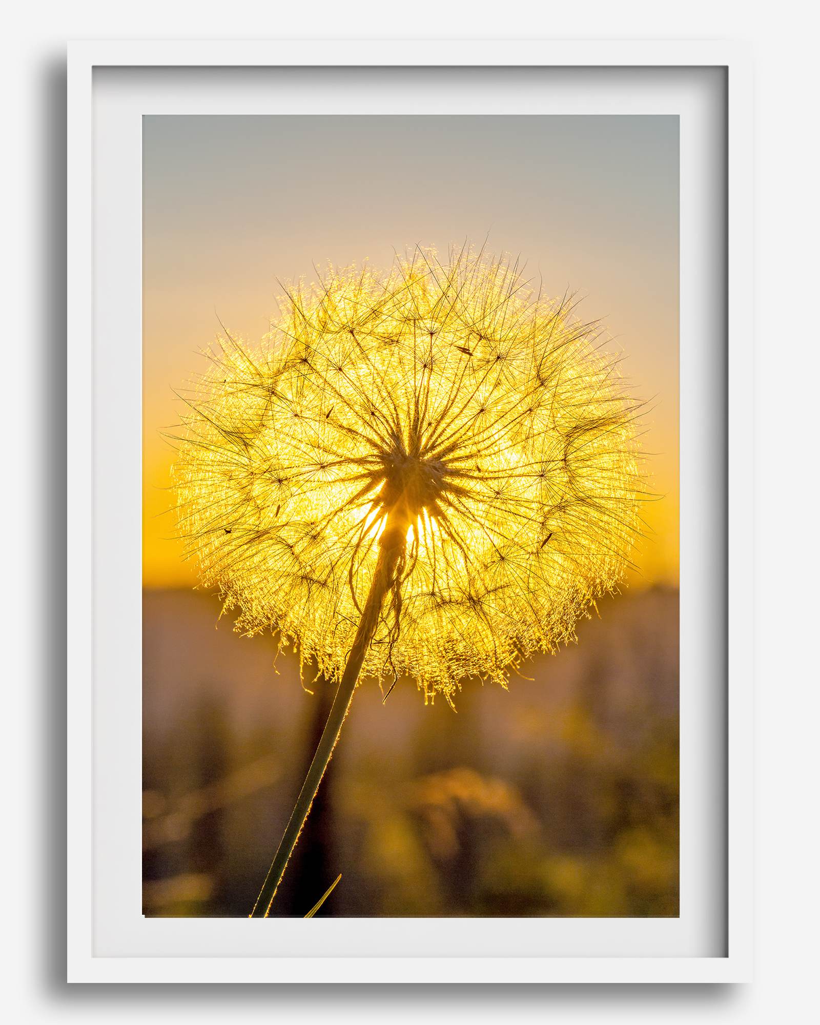 Dandelion wall art featuring a glowing dandelion at sunset, perfect for yellow wall art and floral wall decor.