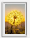 Dandelion wall art featuring a glowing dandelion at sunset, perfect for yellow wall art and floral wall decor.