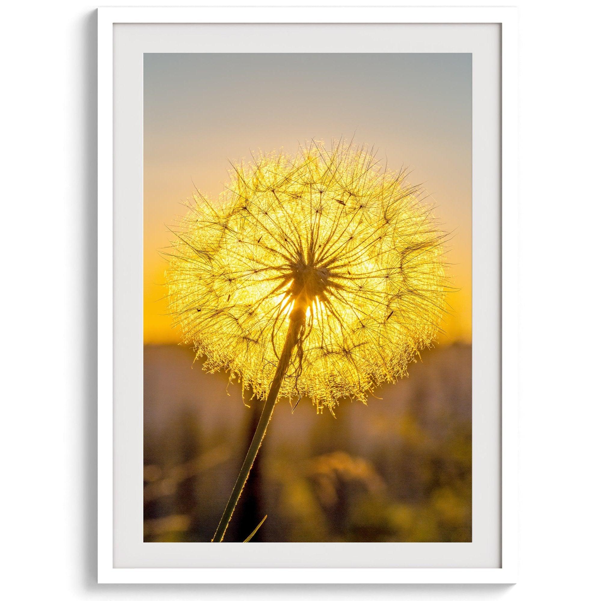 Dandelion wall art featuring a glowing dandelion at sunset, perfect for yellow wall art and floral wall decor.