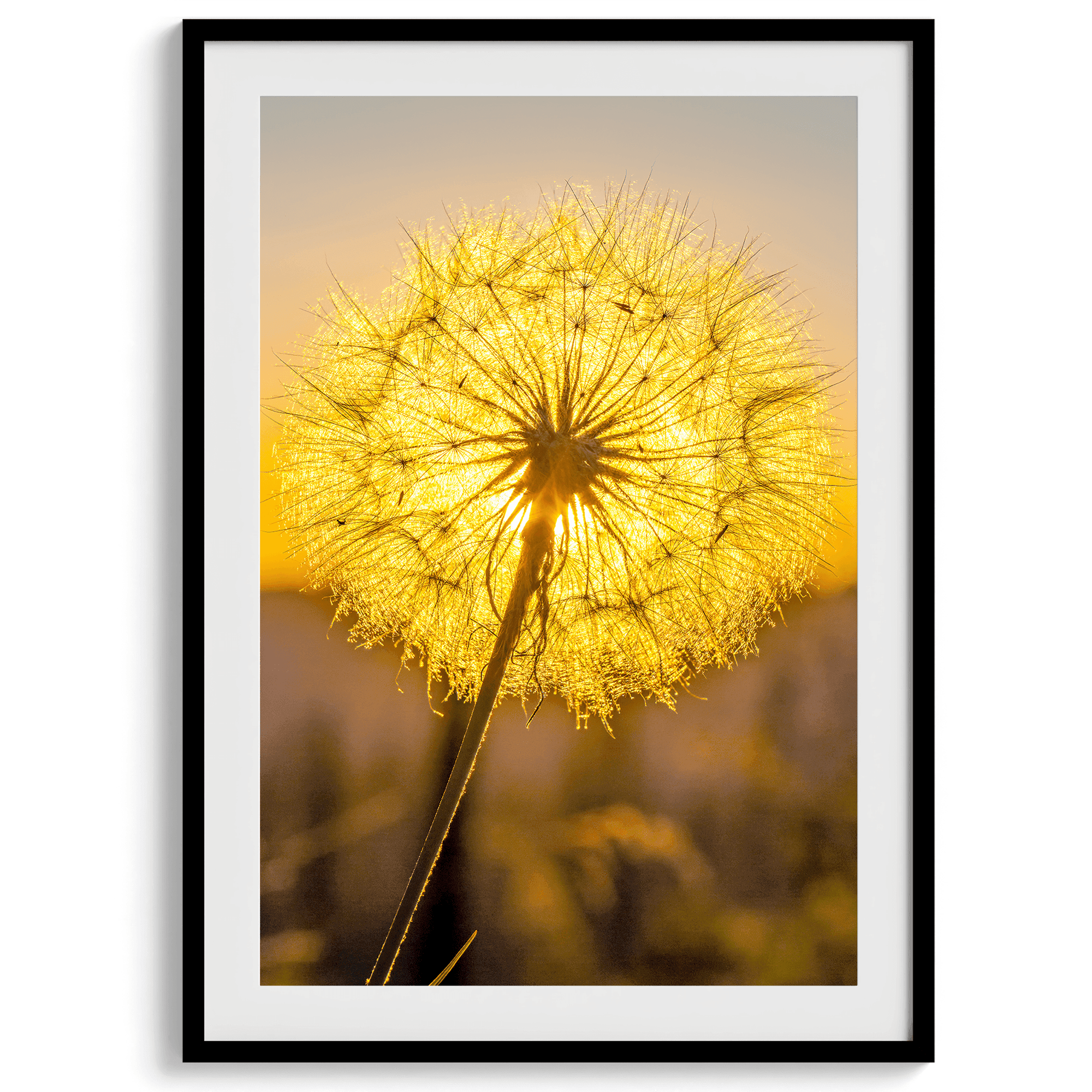 Golden Dandelion - Wow Photo Art