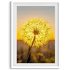 Dandelion wall art featuring a glowing dandelion at sunset, perfect for yellow wall art and floral wall decor.