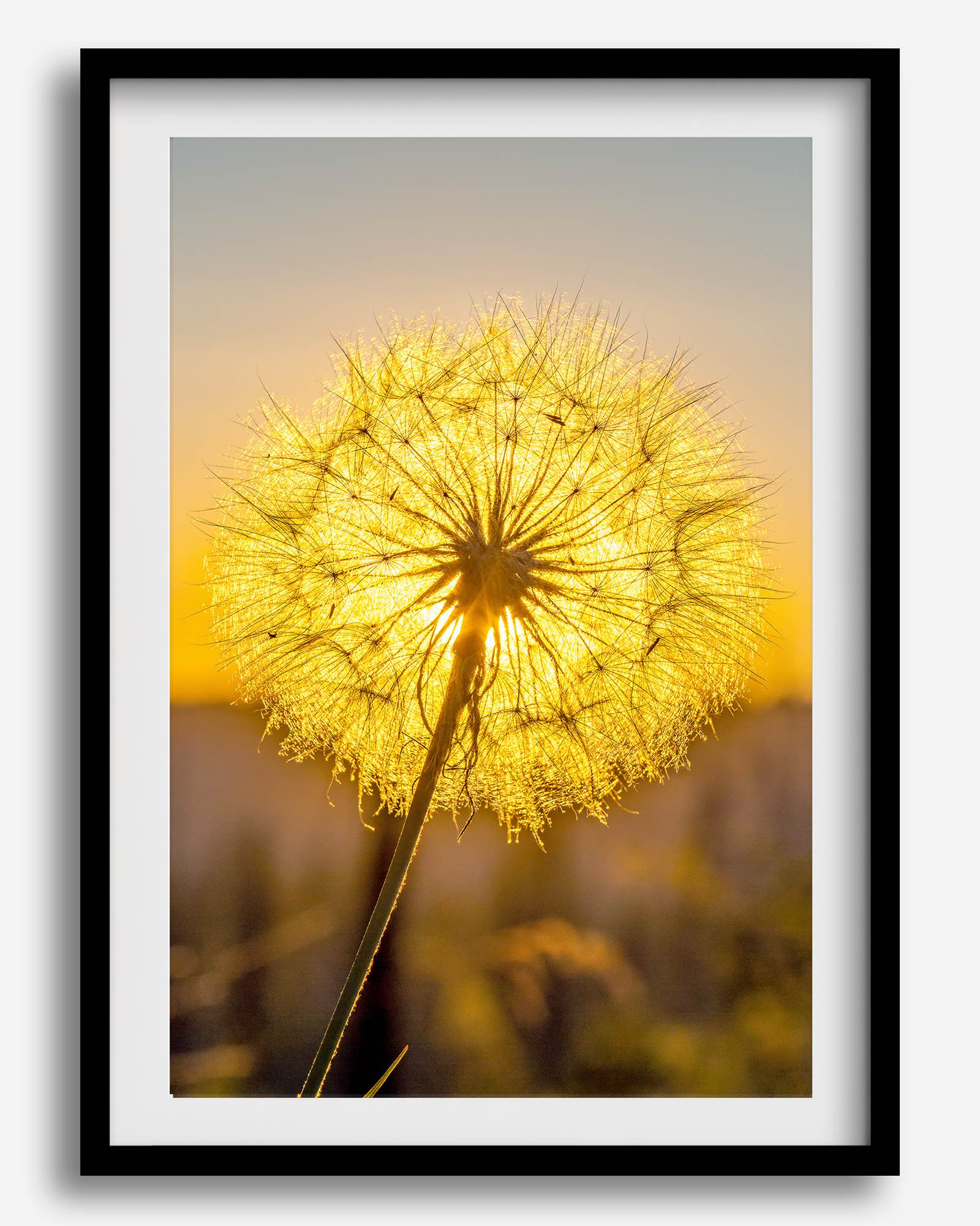 Dandelion wall art featuring a glowing dandelion at sunset, perfect for yellow wall art and floral wall decor.