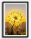 Dandelion wall art featuring a glowing dandelion at sunset, perfect for yellow wall art and floral wall decor.