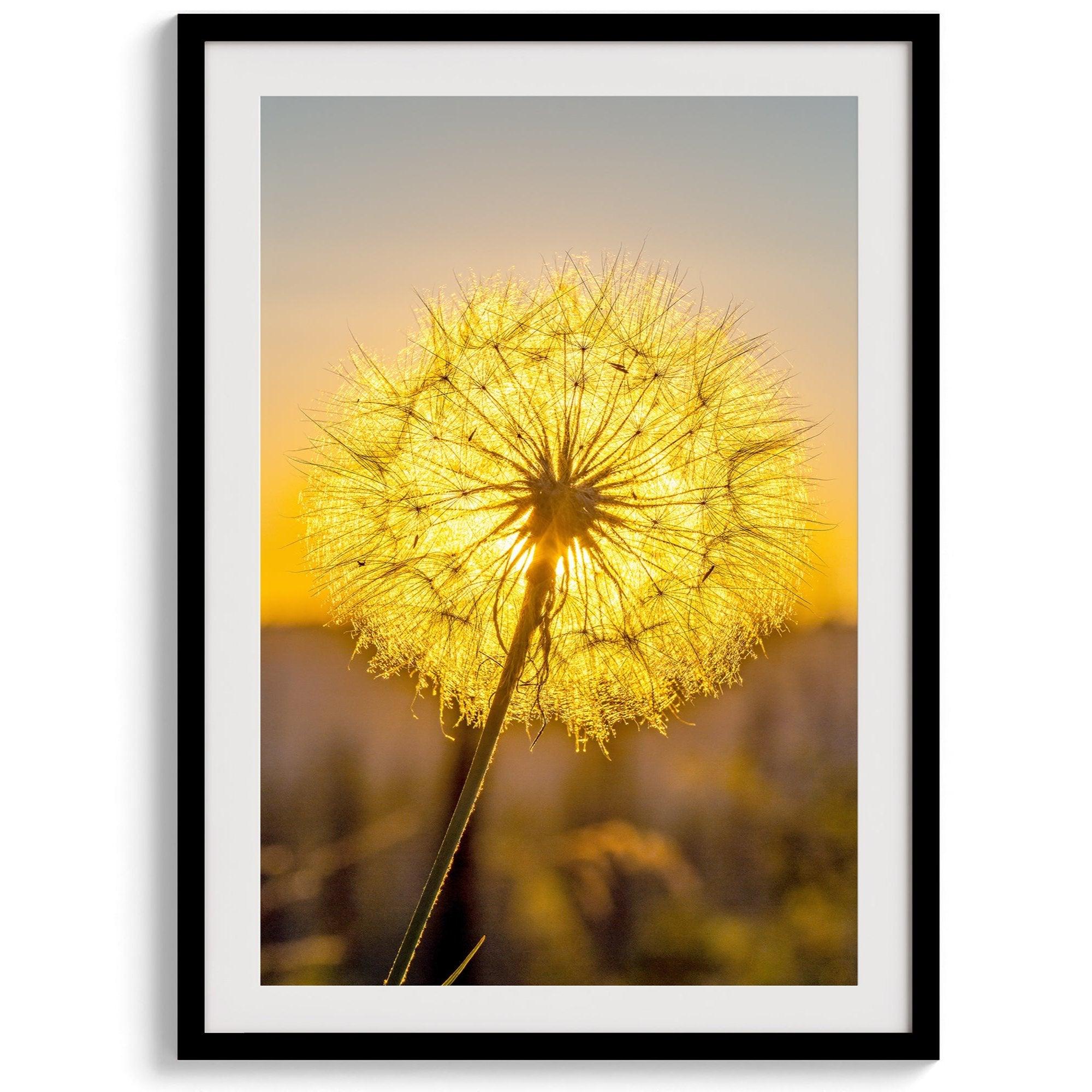 Dandelion wall art featuring a glowing dandelion at sunset, perfect for yellow wall art and floral wall decor.