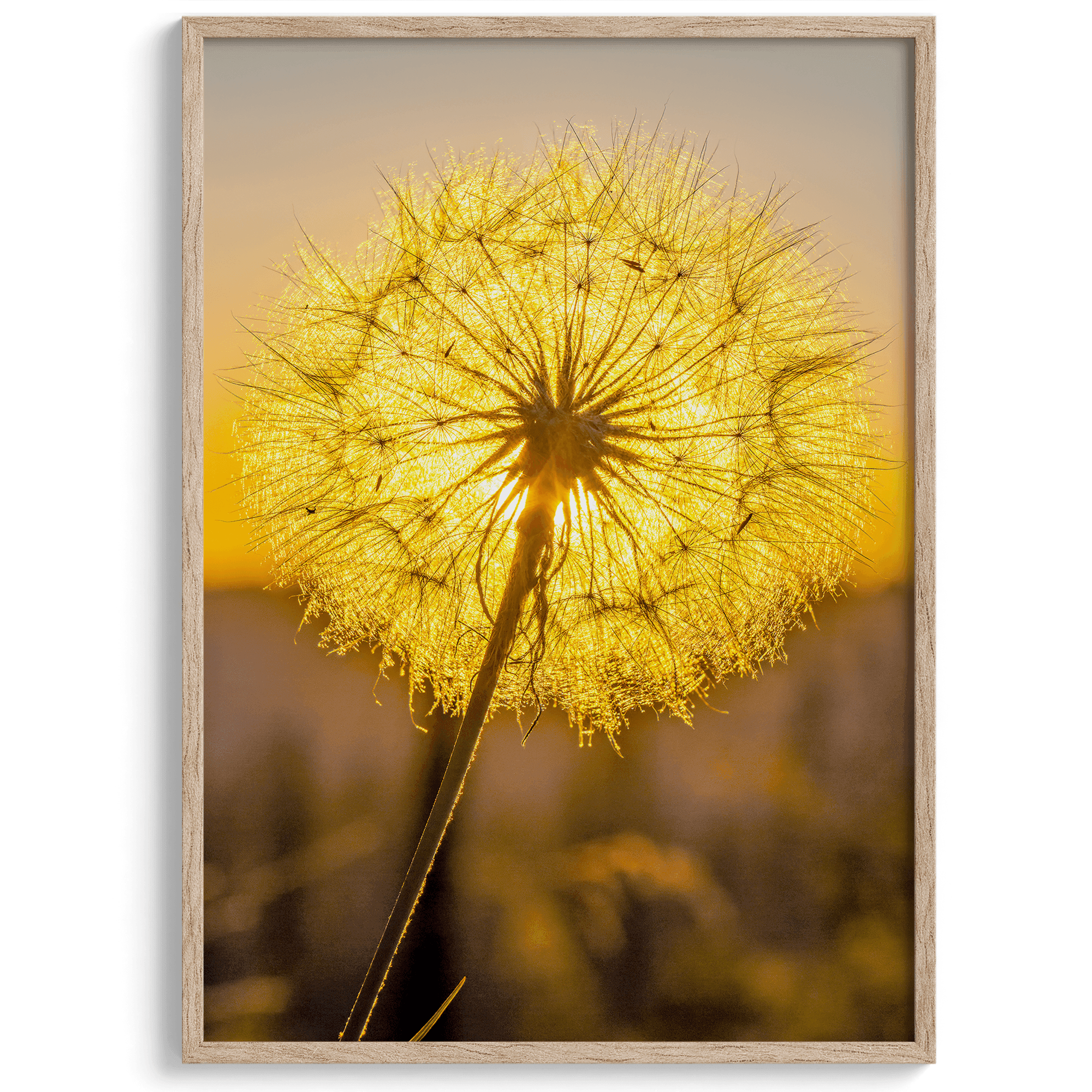 Golden Dandelion - Wow Photo Art