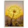 Dandelion wall art featuring a glowing dandelion at sunset, perfect for yellow wall art and floral wall decor.