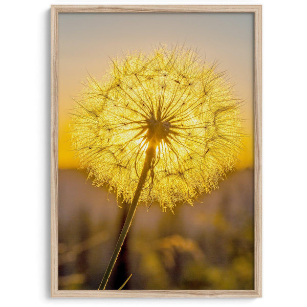 Dandelion wall art featuring a glowing dandelion at sunset, perfect for yellow wall art and floral wall decor.