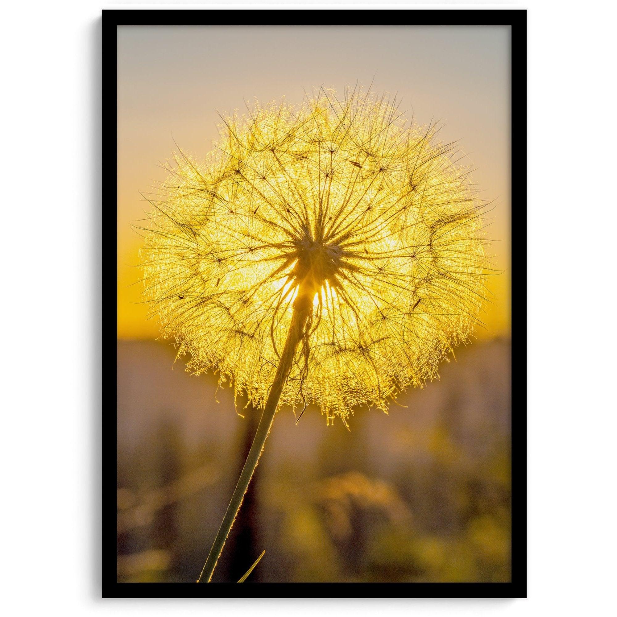 Dandelion wall art featuring a glowing dandelion at sunset, perfect for yellow wall art and floral wall decor.