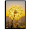 Dandelion wall art featuring a glowing dandelion at sunset, perfect for yellow wall art and floral wall decor.