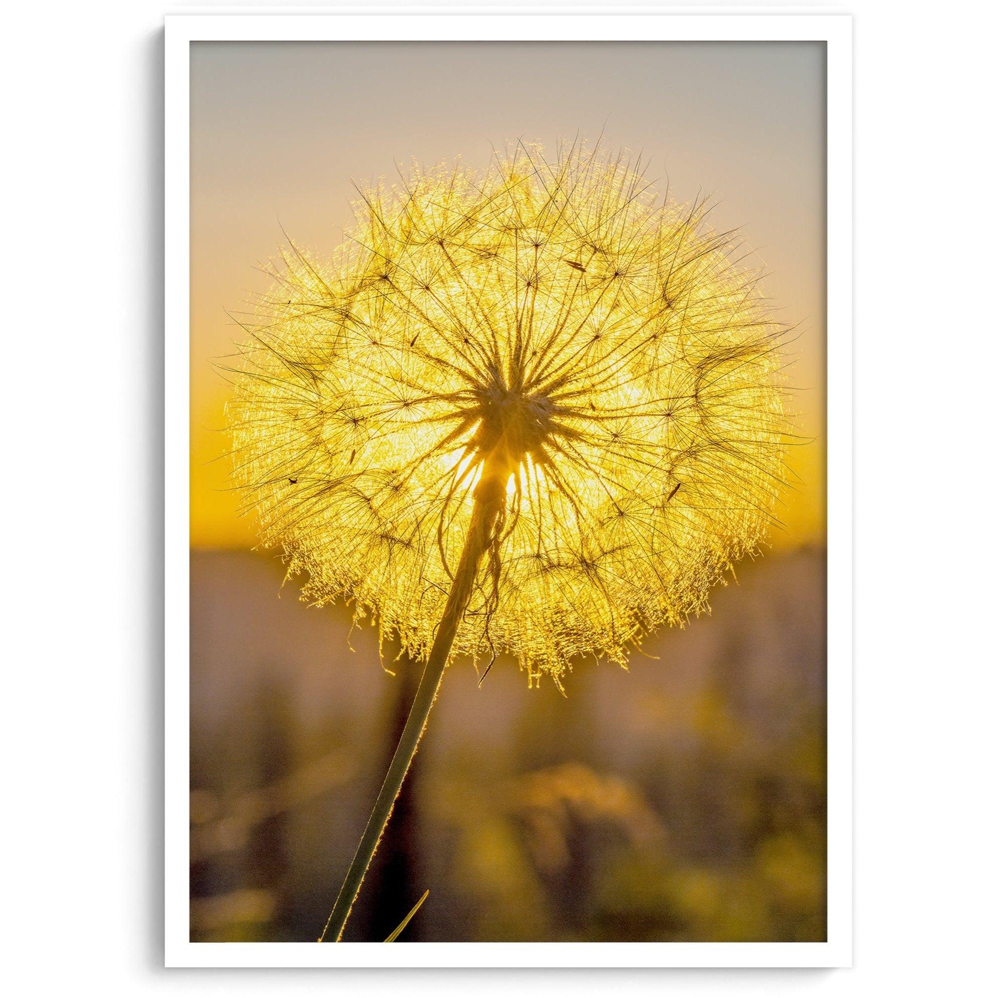 Dandelion wall art featuring a glowing dandelion at sunset, perfect for yellow wall art and floral wall decor.