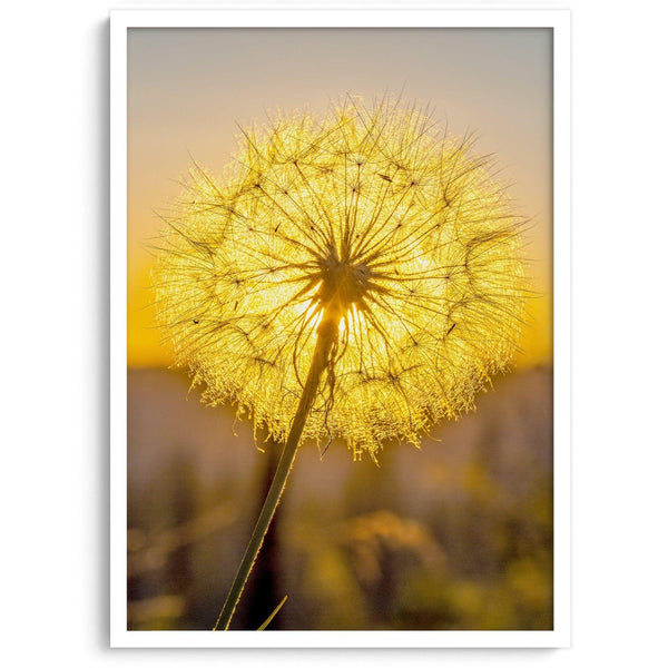 Dandelion wall art featuring a glowing dandelion at sunset, perfect for yellow wall art and floral wall decor.