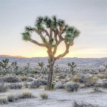 Fine-Art-Desert-Photography-Prints - Wow Photo Art