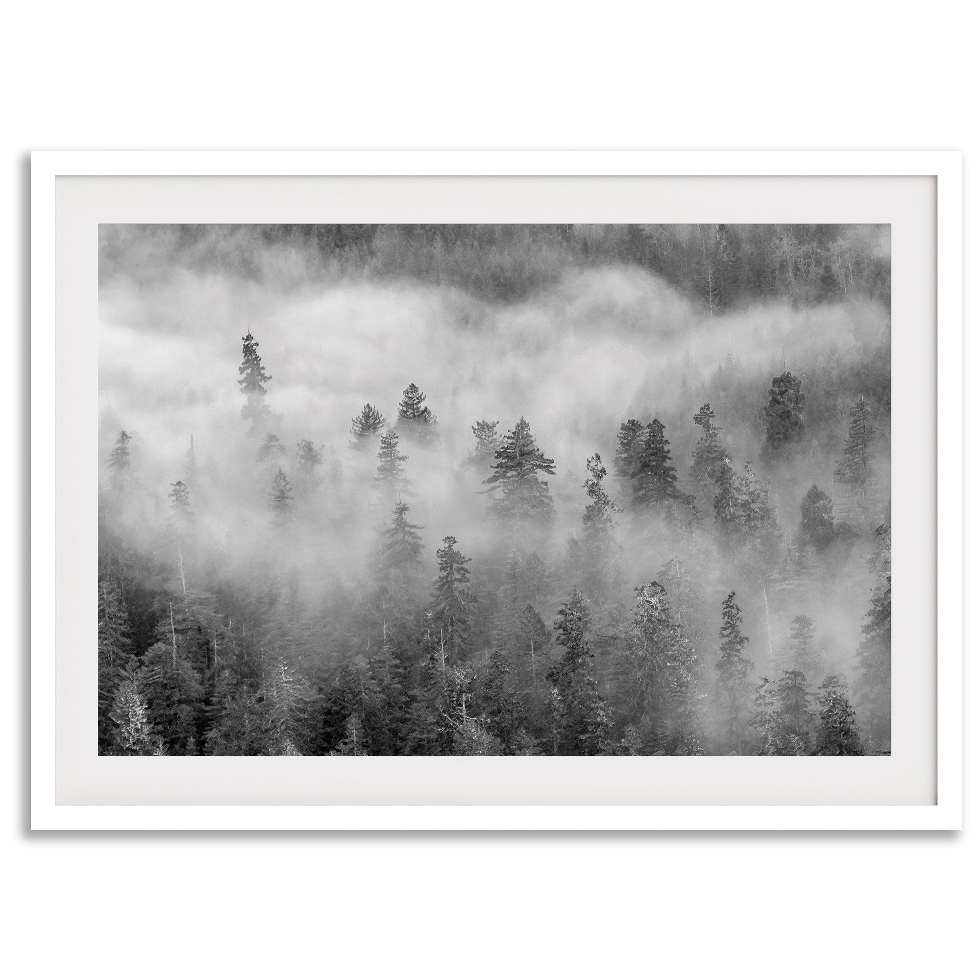 Fine-Art-Misty-Forest-Photography-Print-5