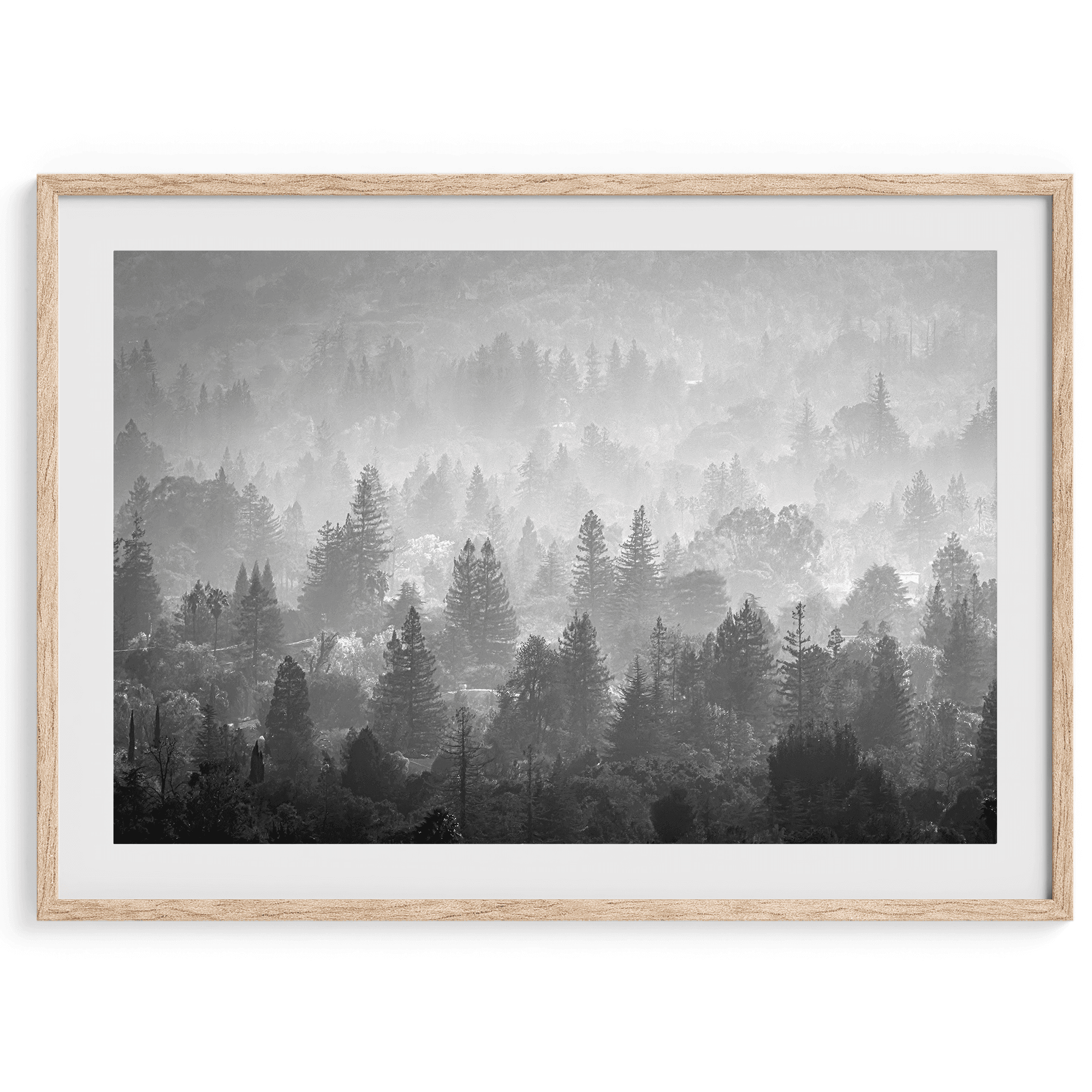 Misty Forest - Wow Photo Art