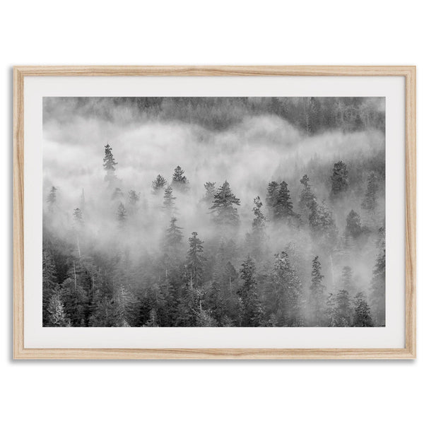 Fine-Art-Misty-Forest-Photography-Print