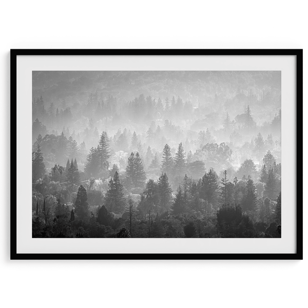 Misty Forest - Wow Photo Art