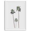 A fine art boho style palm tree print. This palm trees photo was taken in Palm Springs but these palm trees are the same California beach palm trees you can see along the California coast making it a perfect summer coastal or beach print.