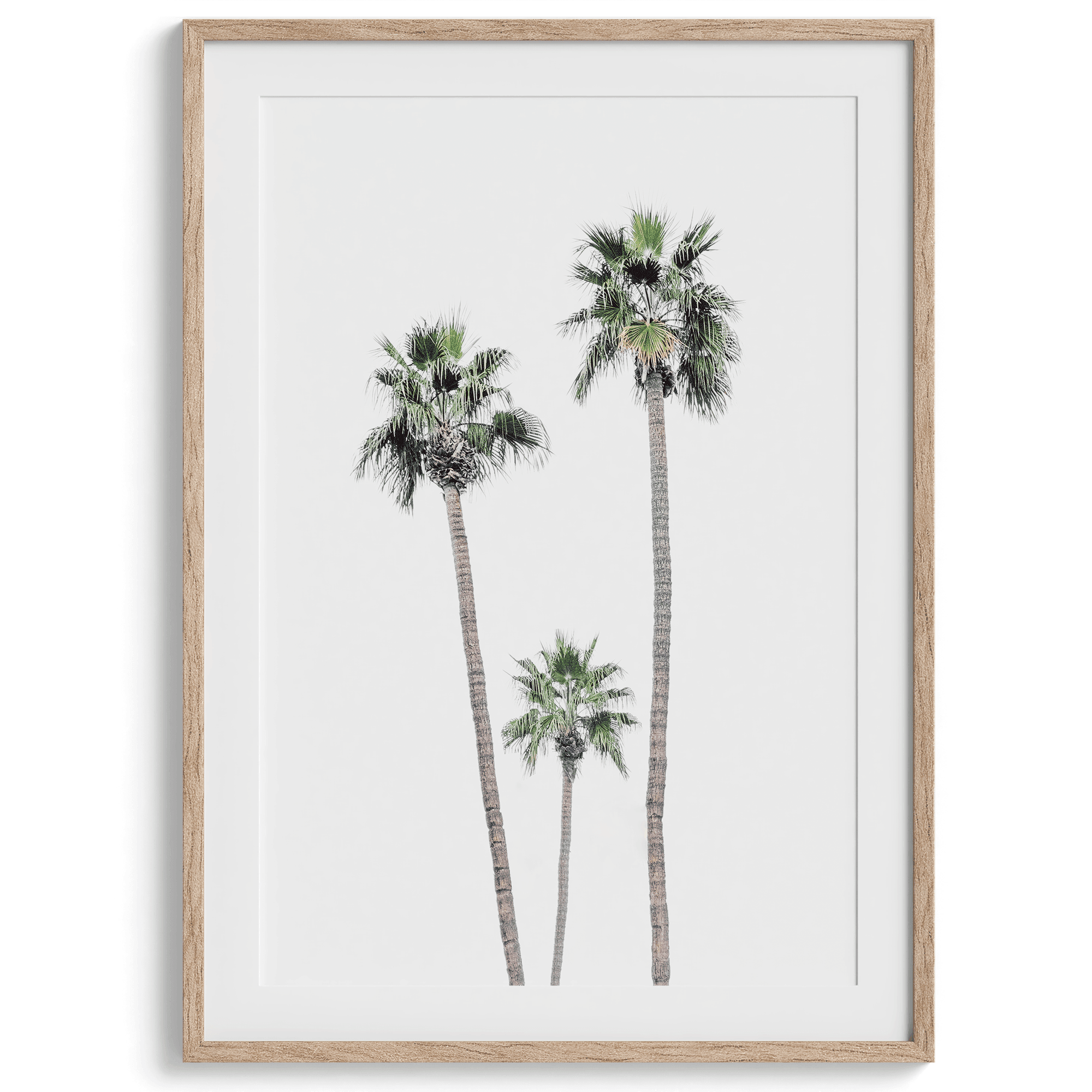 A fine art boho style palm tree print. This palm trees photo was taken in Palm Springs but these palm trees are the same California beach palm trees you can see along the California coast making it a perfect summer coastal or beach print.