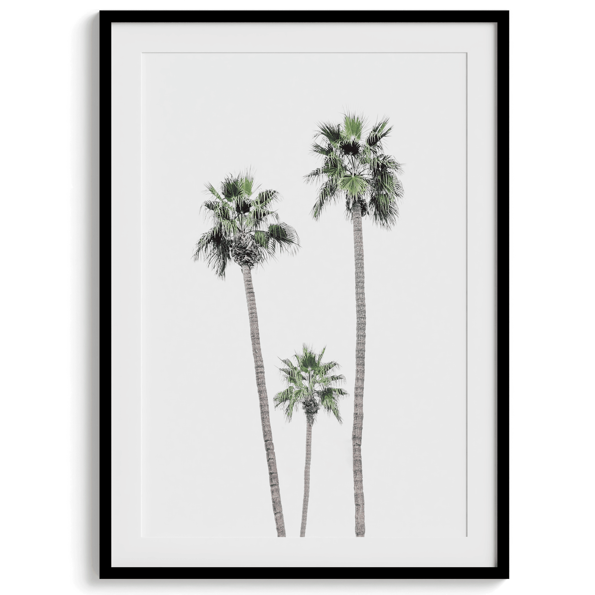 A fine art boho style palm tree print. This palm trees photo was taken in Palm Springs but these palm trees are the same California beach palm trees you can see along the California coast making it a perfect summer coastal or beach print.