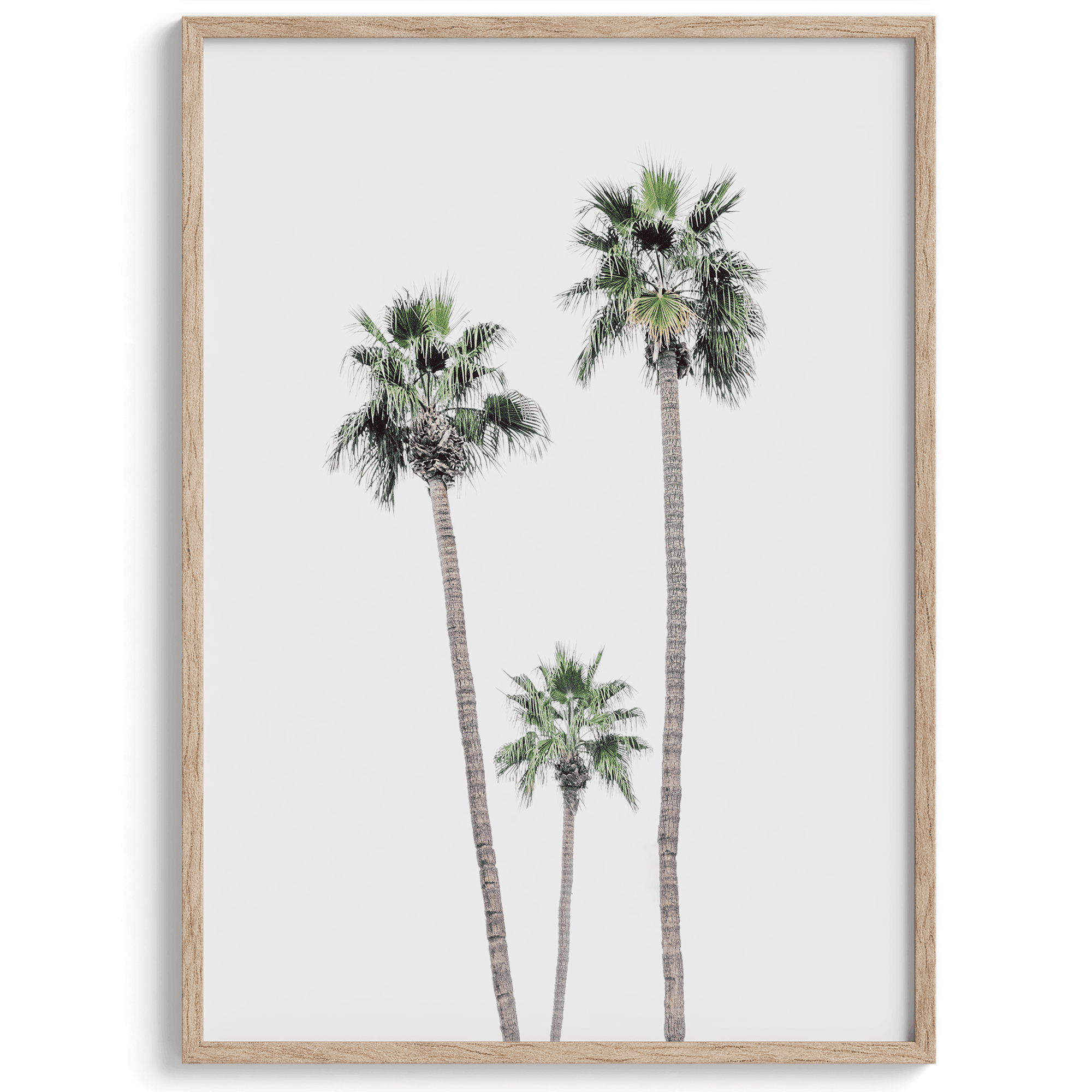 A fine art boho style palm tree print. This palm trees photo was taken in Palm Springs but these palm trees are the same California beach palm trees you can see along the California coast making it a perfect summer coastal or beach print.