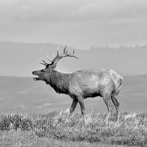 Fine-Art-Wildlife-Photography-Prints-Collection