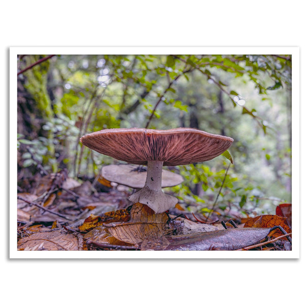 Mushroom wall art from Portola Redwoods State Park, nature photography print in the forest.