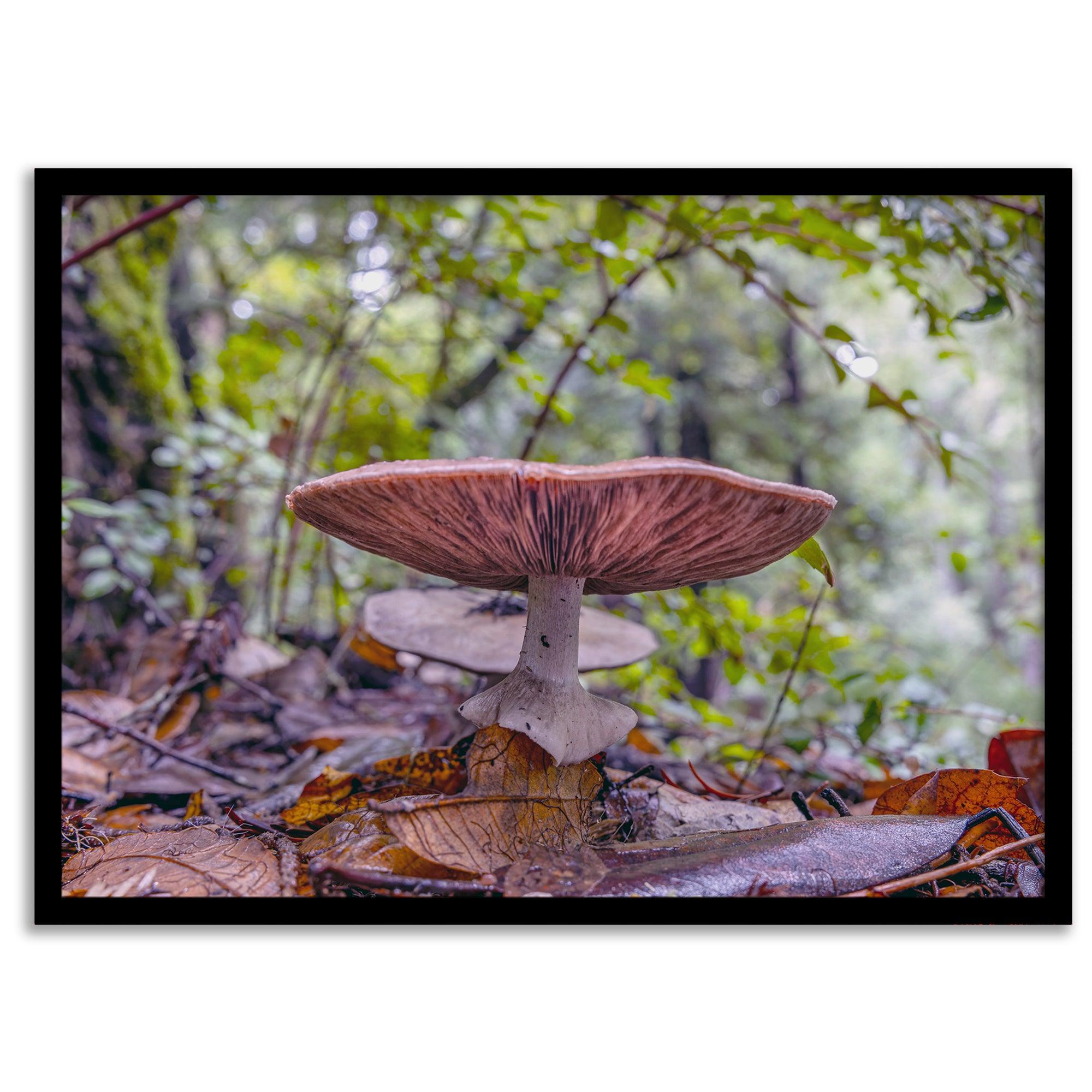 Mushroom wall art from Portola Redwoods State Park, nature photography print in the forest.