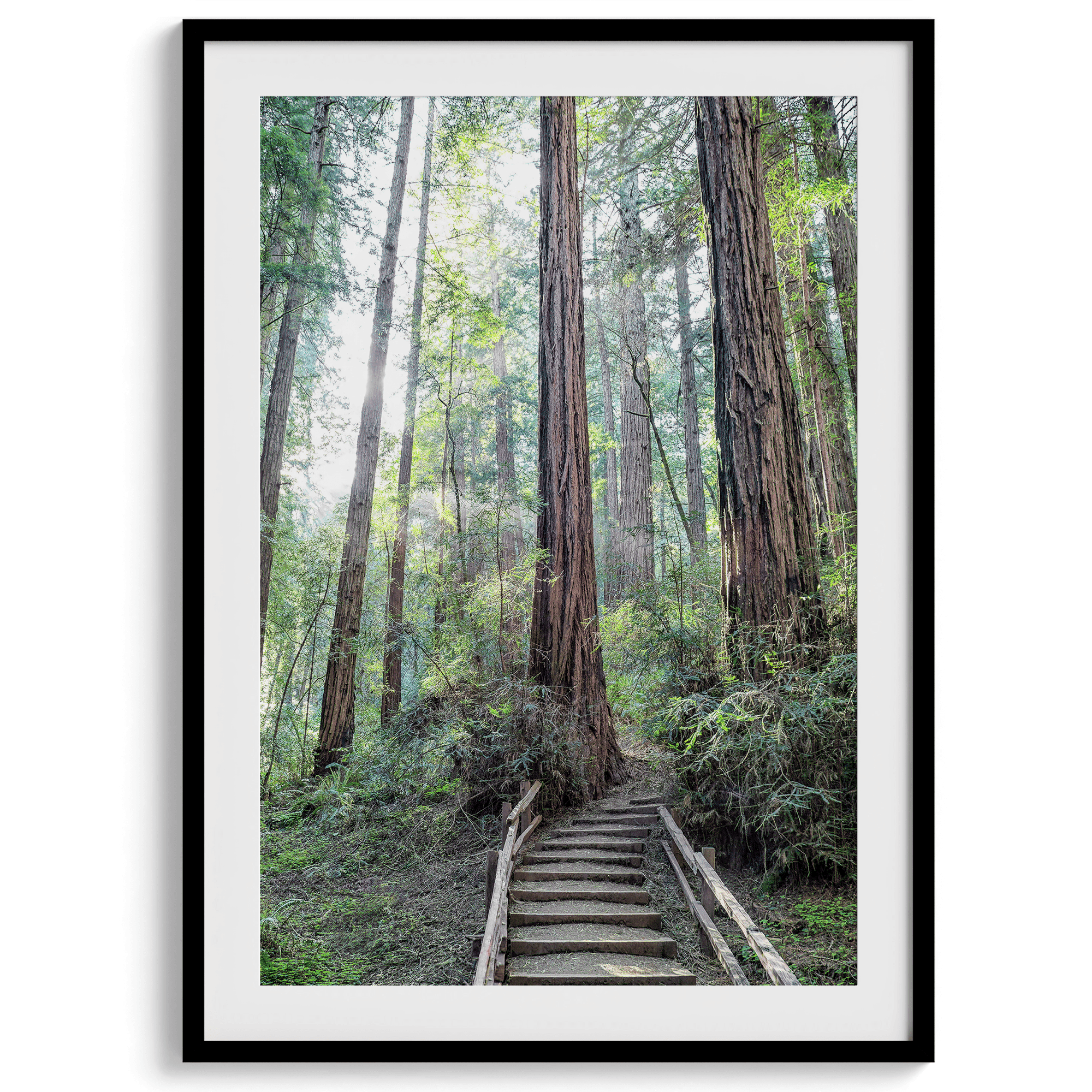 A mesmerizing framed or unframed forest print of a climbing trail through the redwood trees in the American Northwest with the Sun shining through the forest.