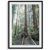 A mesmerizing framed or unframed forest print of a climbing trail through the redwood trees in the American Northwest with the Sun shining through the forest.