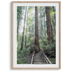 A mesmerizing framed or unframed forest print of a climbing trail through the redwood trees in the American Northwest with the Sun shining through the forest.