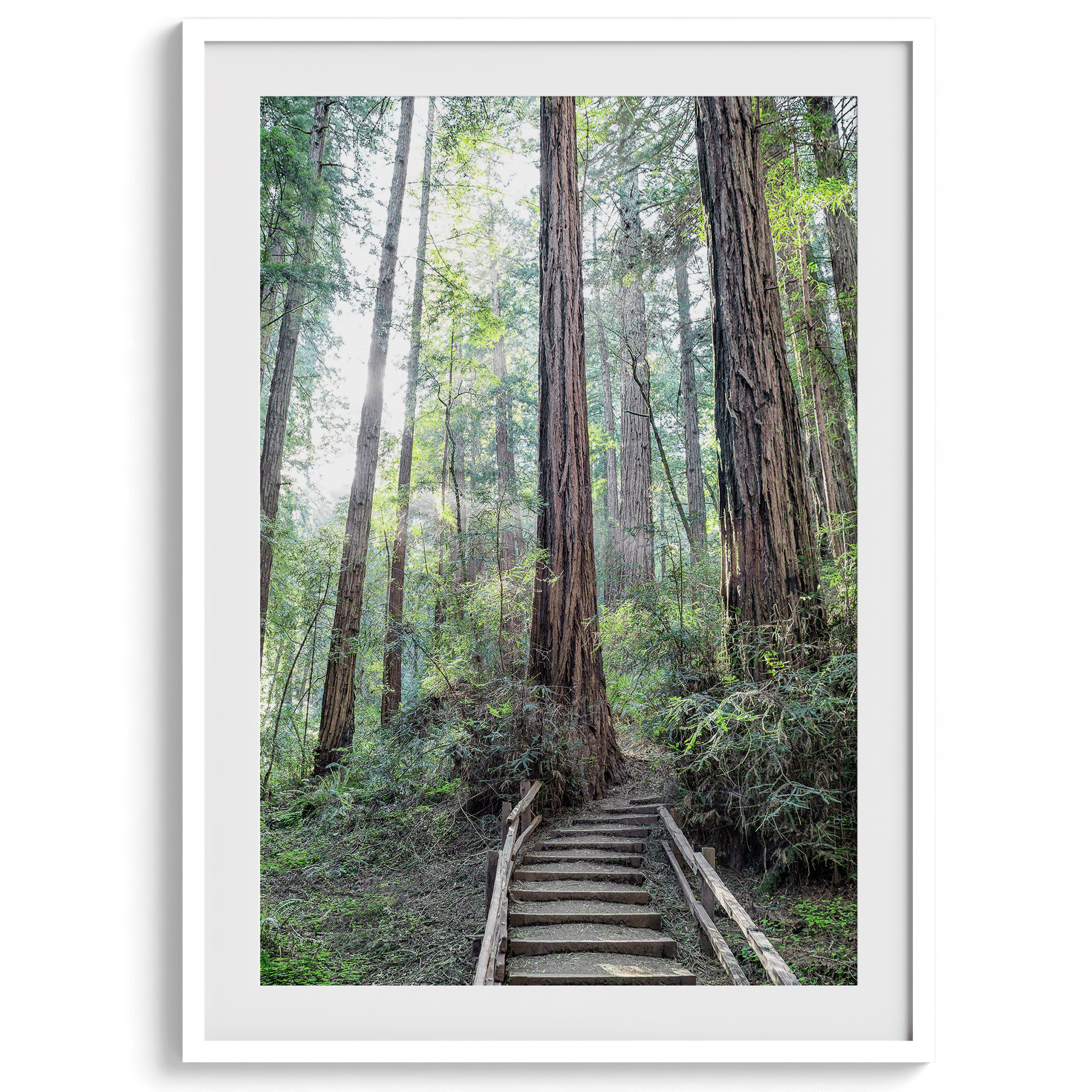 A mesmerizing framed or unframed forest print of a climbing trail through the redwood trees in the American Northwest with the Sun shining through the forest.