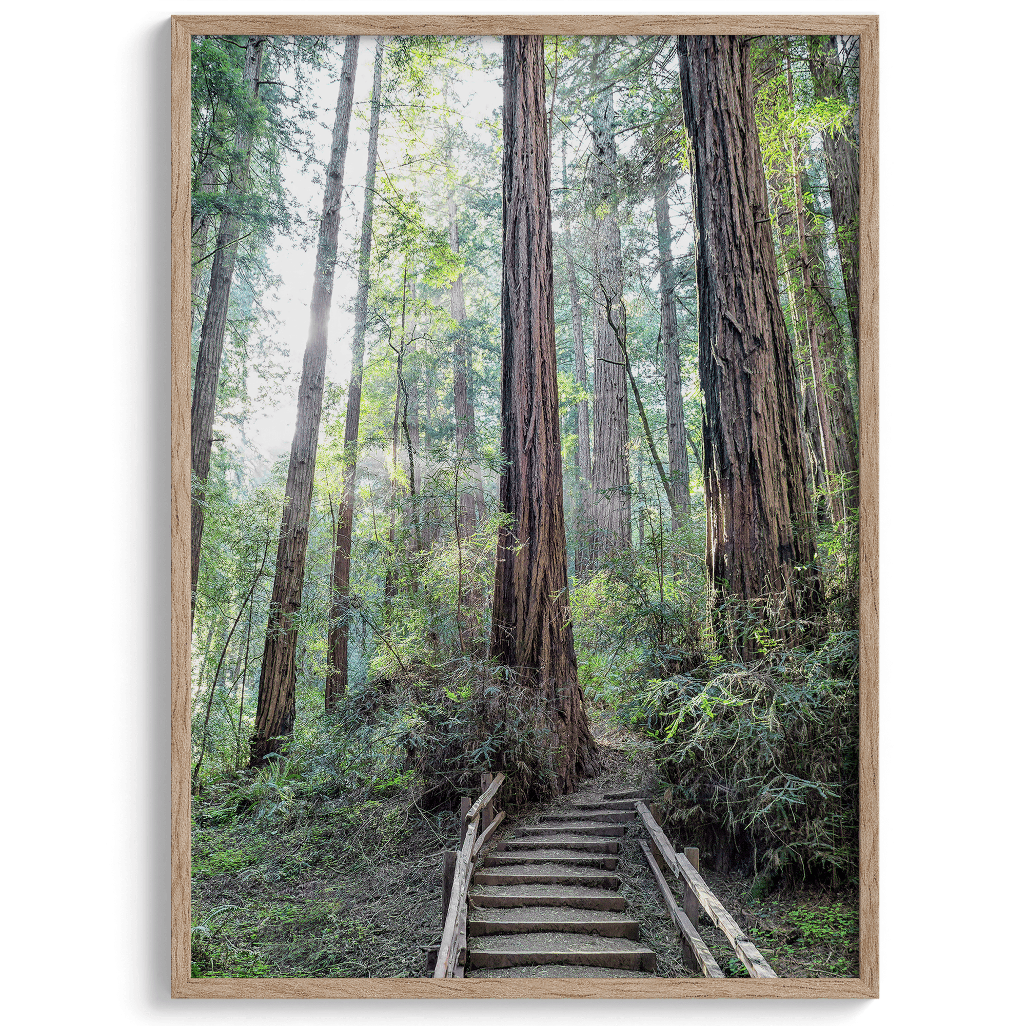 A mesmerizing framed or unframed forest print of a climbing trail through the redwood trees in the American Northwest with the Sun shining through the forest.