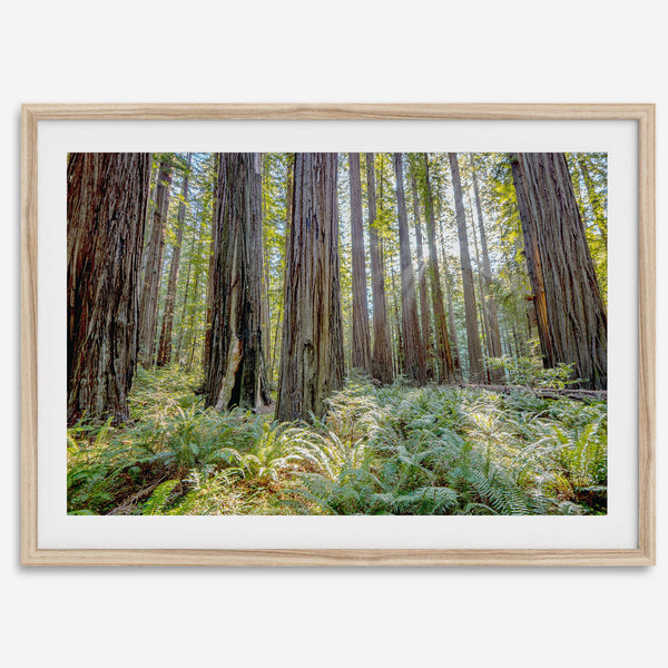 forest wall art - woodland redwoods fine art photography print
