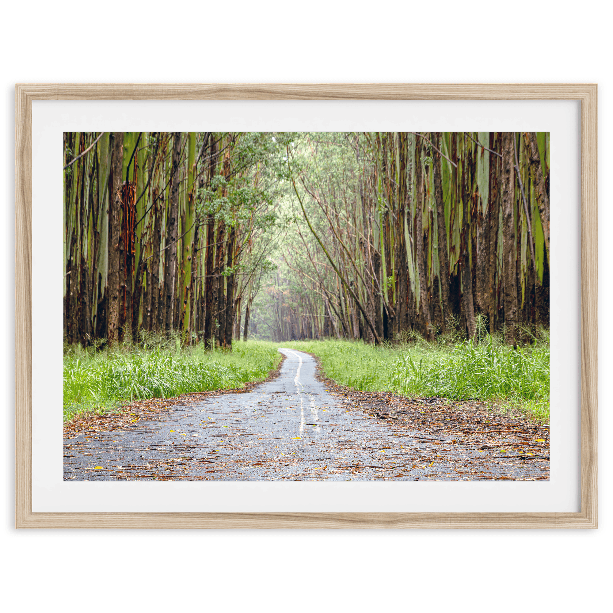 Tropical Tree Tunnel - Wow Photo Art