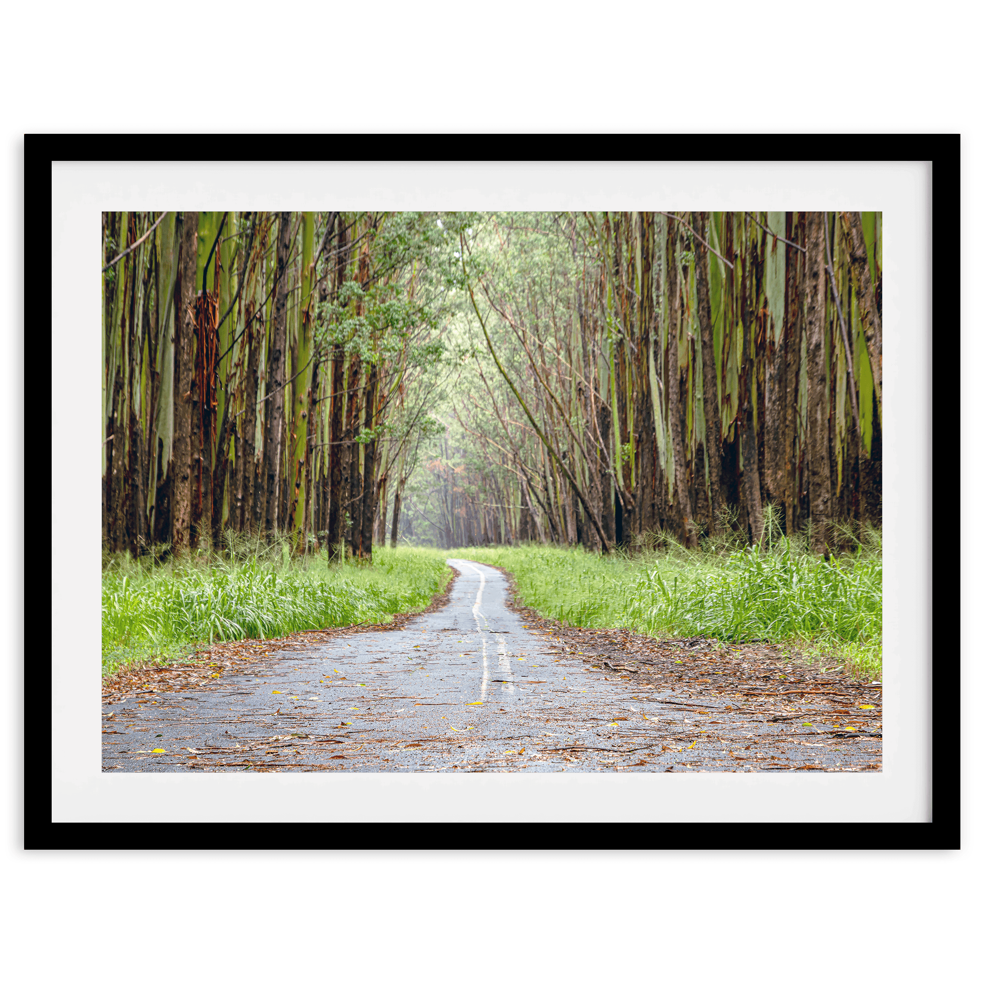 Tropical Tree Tunnel - Wow Photo Art