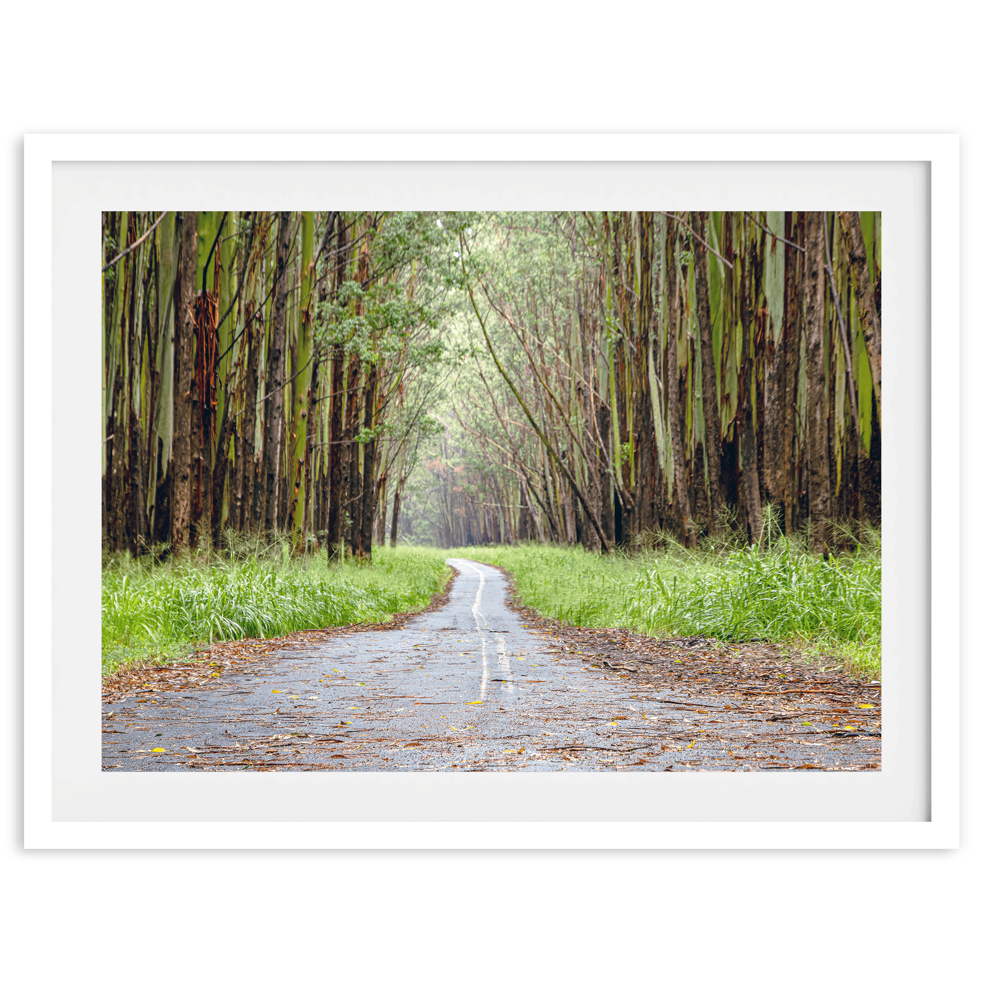 Tropical Tree Tunnel - Wow Photo Art