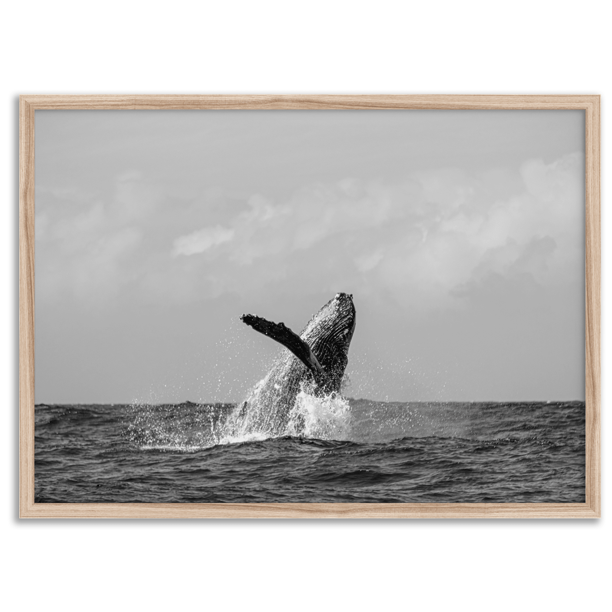 Humpback Whale Wall Art featuring a breaching whale off the coast of Kauai in black-and-white photography.