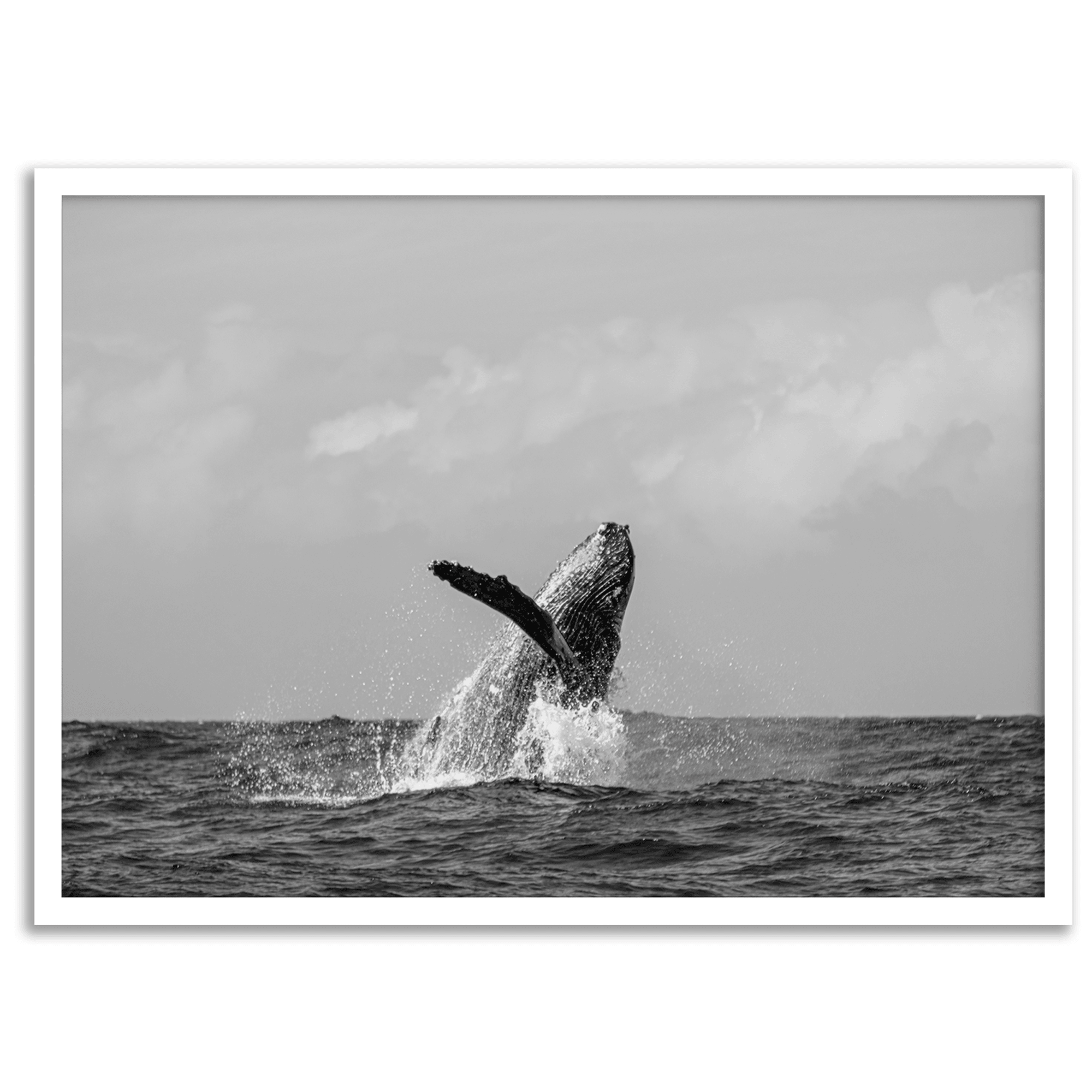 Humpback Whale Wall Art featuring a breaching whale off the coast of Kauai in black-and-white photography.