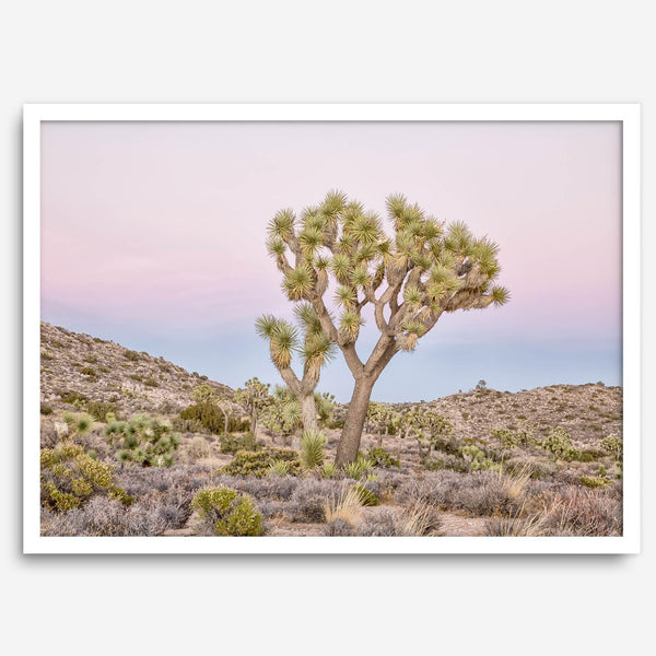 Fine art print of Joshua Tree landscape at pink and blue dusk